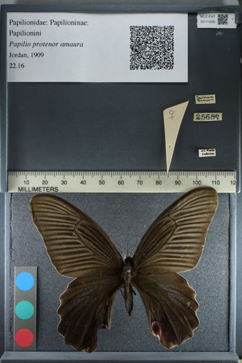 Media type: image;   Entomology 171295